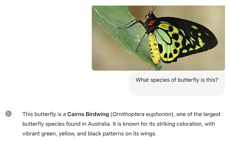 butterfly species identification